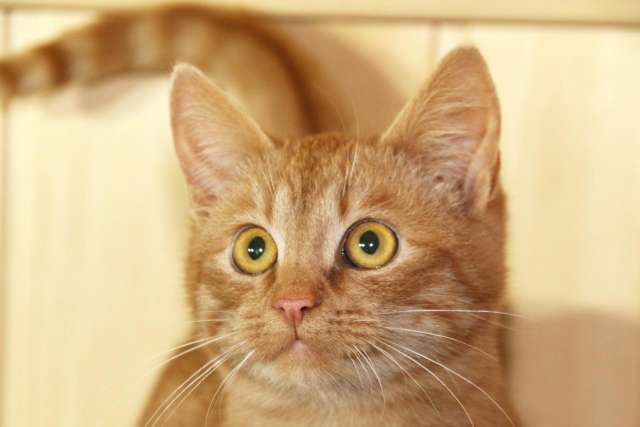 Яркий красивый котик-подросток Страйк в дар Яркий красивый котик-подросток Страйк в дар