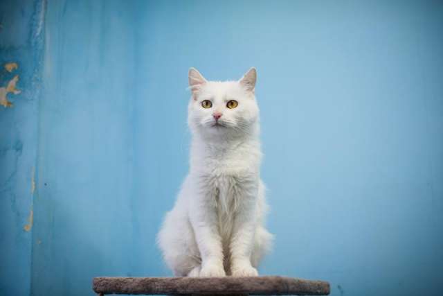 Милая и ласковая Бэлла ищет дом Милая и ласковая Бэлла ищет дом