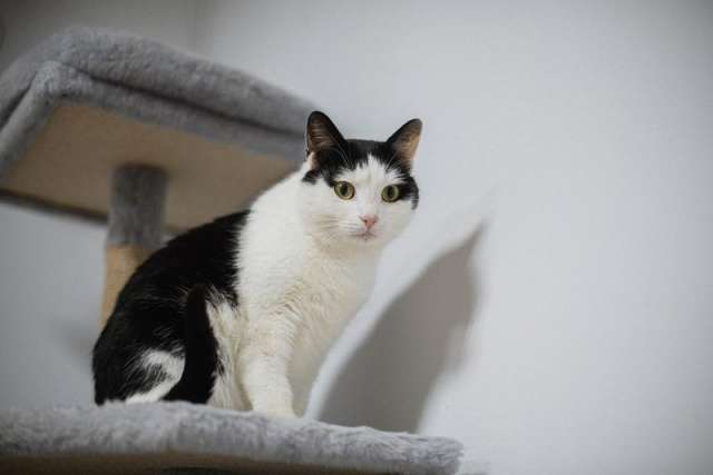 Ласковый котик Джон ищет семью. Ласковый котик Джон ищет семью.