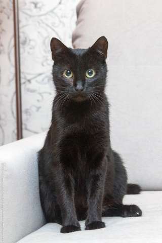 Замечательная кошечка Ласка ищет дом! Замечательная кошечка Ласка ищет дом!