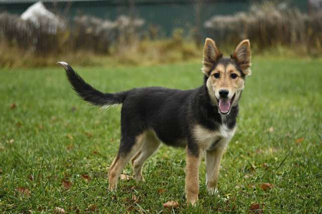 Щенок Альфа ищет дом! Щенок Альфа ищет дом!