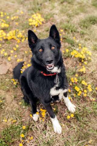 Пес Сева ищет дом!
