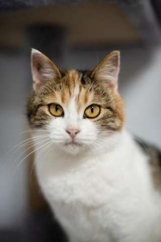 Необычная красавица Летти в добрые руки.