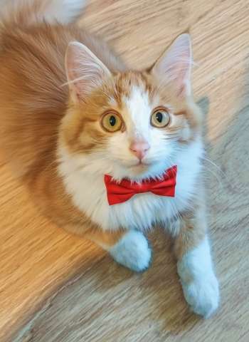 Петя ищет себе уютный дом.