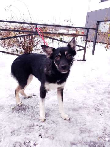 Ищет дом крошка-собачка весом 6 кг Ищет дом крошка-собачка весом 6 кг