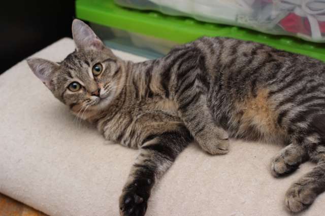 Ласковая 6 мес кошечка Уля в поиске семьи! Ласковая 6 мес кошечка Уля в поиске семьи!