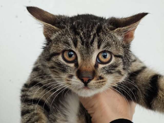 Ищет дом котенок-подросток Клёпа.