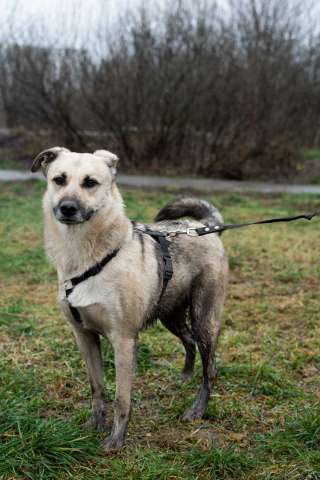 Честер хочет к тебе