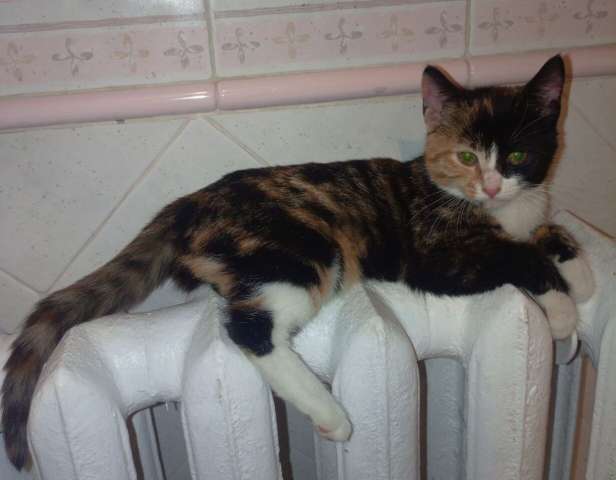 Трехцветный котенок Умка в добрые руки