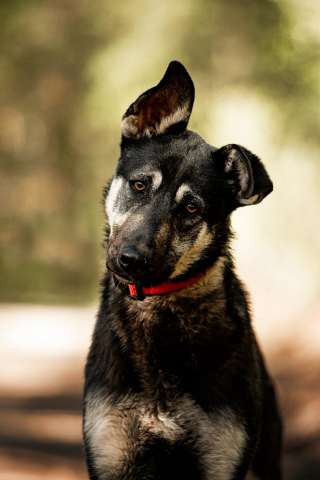 Молодой кобель по кличке Чейз в поисках дома!