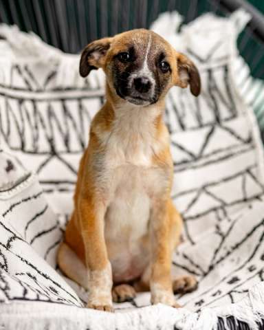 Комочек ласки и нежности Лизи ищет дом.