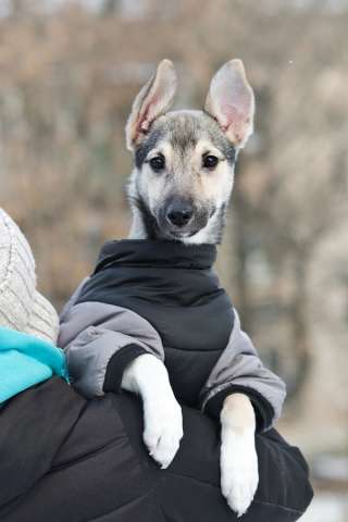 Ищете верного друга и компаньона для всей семьи?