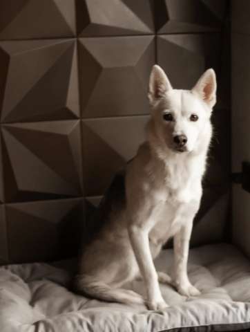 Маленькая белая собачка Белка в дар