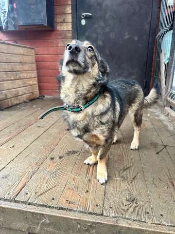 Маленький собачонок, совсем крошка на коротких лапках