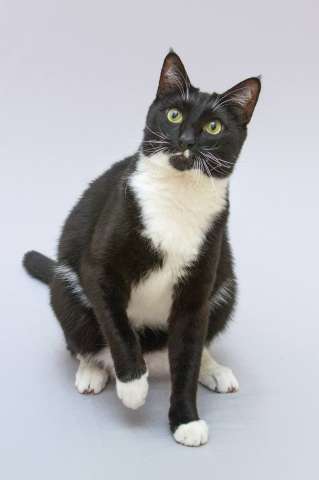 Кот Антошка ищет свою семью. 