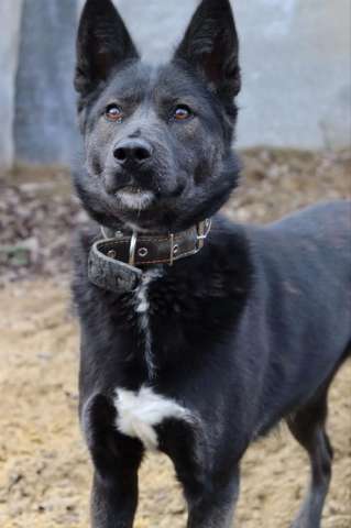 Нереально красивая и умная собака Ассоль