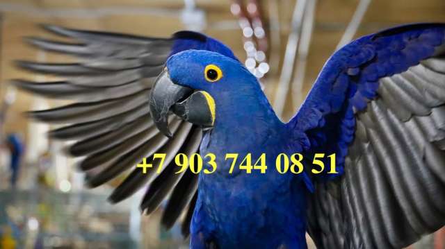 Синее совершенство: Ваша мечта о гиацинтовом аре становится реальностью!