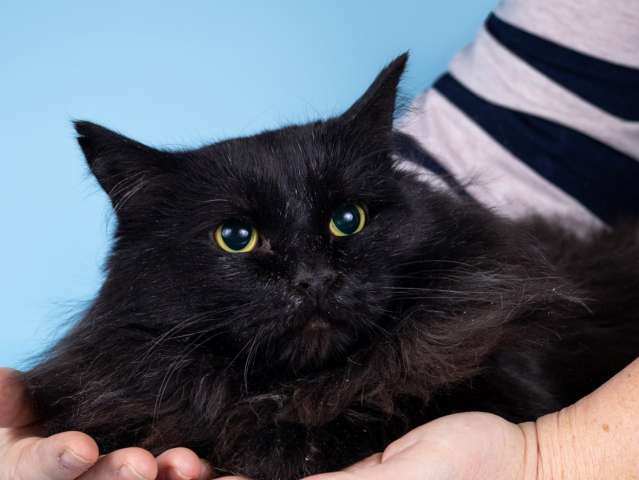 Пушистый чёрный кот Чарли в добрые руки