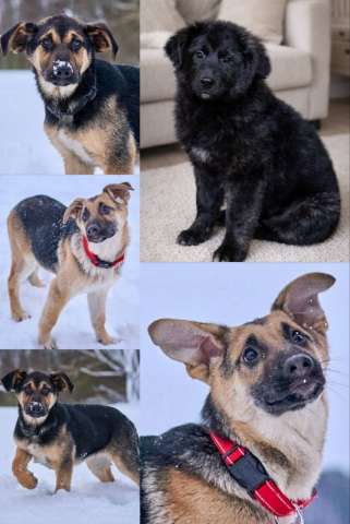 шикарные щенки ждут вас! 