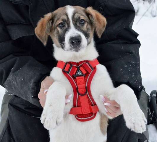 Щенок в добрые руки 