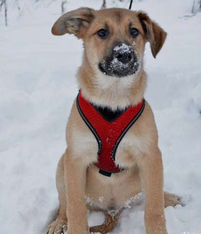 Щенок в добрые руки 