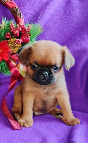 Рыжий мальчик пти-брабансон