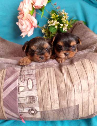 Мини девочки йорка