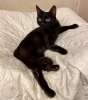Черная молодая кошка Ночка в добрые руки