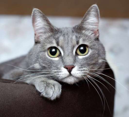 Голубая кошка Мася в добрые руки