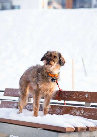Редкой внешности собачка ищет дом
