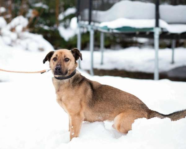 Семейный пёс небольшого размера ищет дом