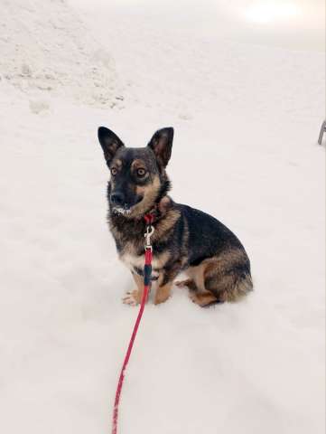 Совсем маленькая собачка, 7 кг ищет дом