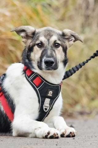 Меня зовут Том и я ищу семью, где буду любим и счастлив