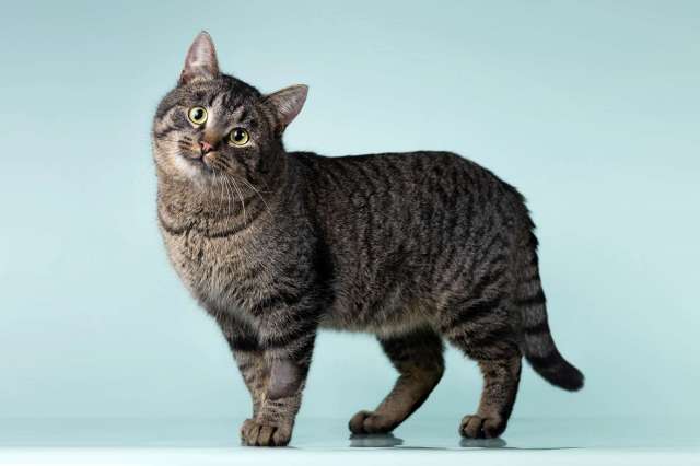 Ищет дом шикарный, молодой кот Капитан! Ласково — Тоша