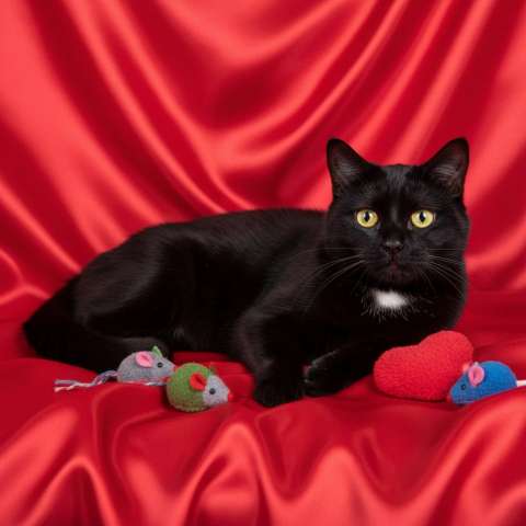 Черная кошка Нюша в добрые руки