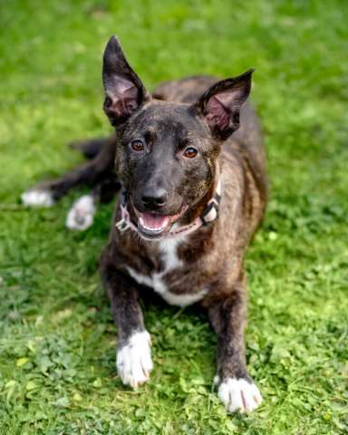 Дора, девочка, 7 мес. ищет дом.