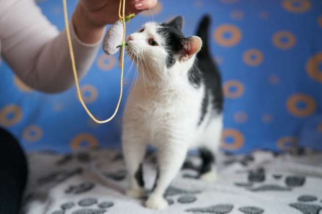  Уютный семейный кот Сеня в добрые руки