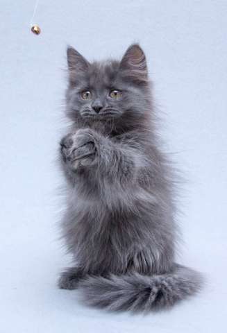 Три пушистых котёнка в добрые руки