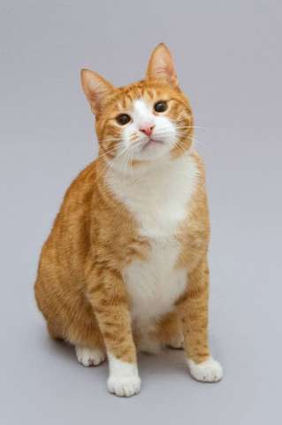 Кот Гарик ищет доброе сердце. 