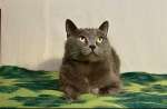 Серенький Грей ищет дом. Молодой кот в добрые руки.