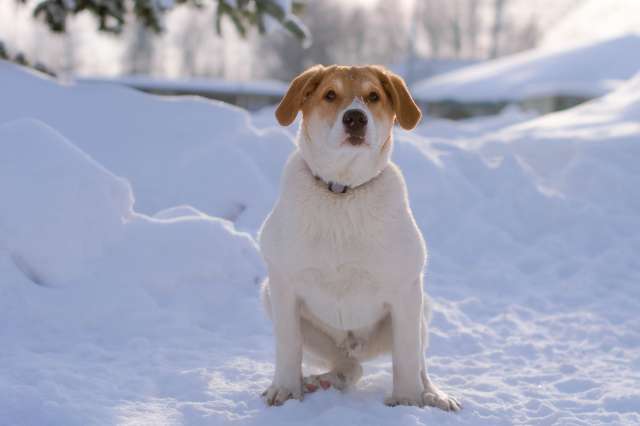 Белый щенок Дин от папы-алабая ищет дом