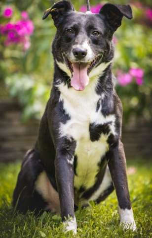 Ромео ищет дом!