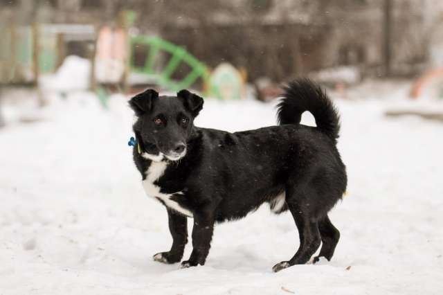 В хорошие руки отдадим симпатягу парня по имени Шнырек!