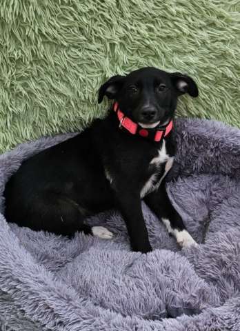 Очень ласковый щеночек с короткими лапками