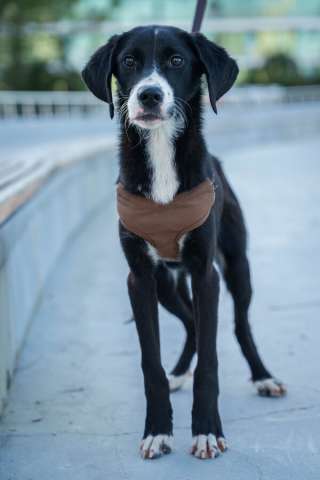 Три маленькие девочки, которые очень хотят стать чьим-то счастьем 