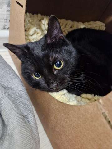 Ищет дом малышка Марта