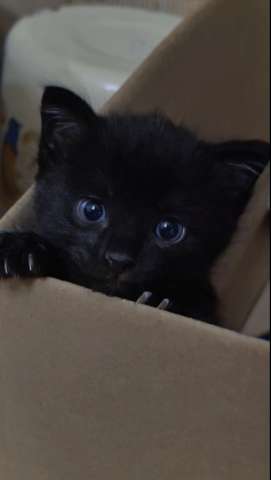 Возьму котенка