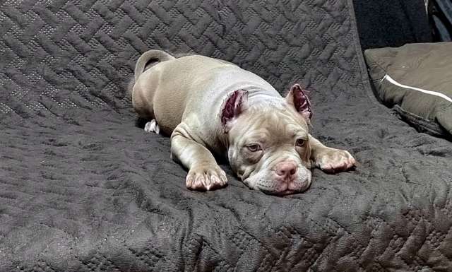 Щенка Американский булли