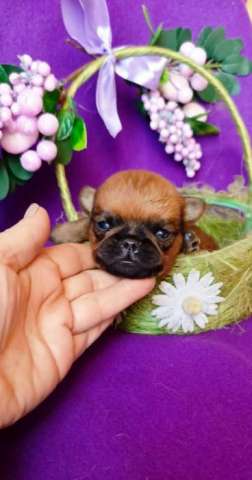 Щенки породы пти-брабансон