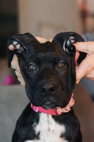 Ищут семью трое щенков Kaнe Kорсо и их мама Лиси!